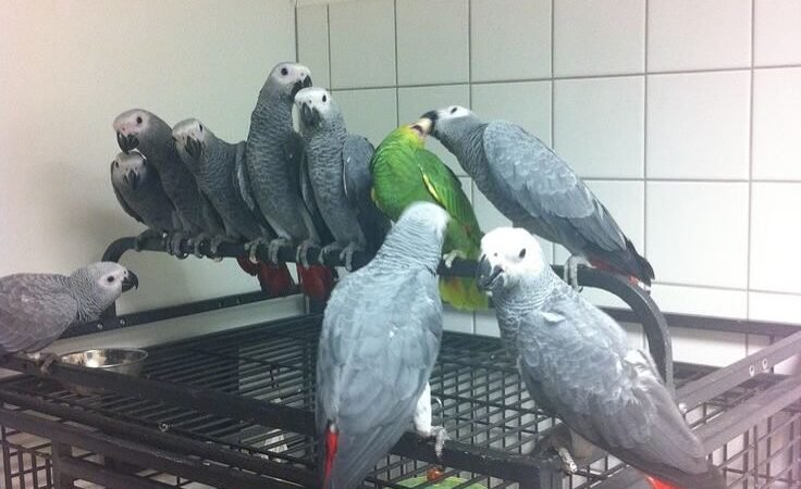 Ghana African Grey parrots for sale Arizona