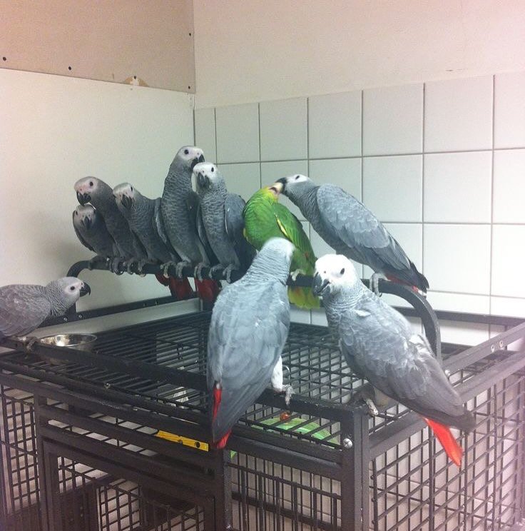African Greys in West Virginia