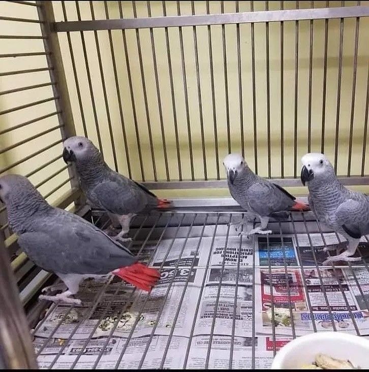 African Greys in Wisconsin