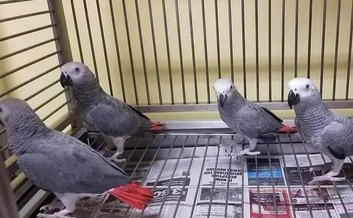 Ghana African Grey parrots for sale Arkansas