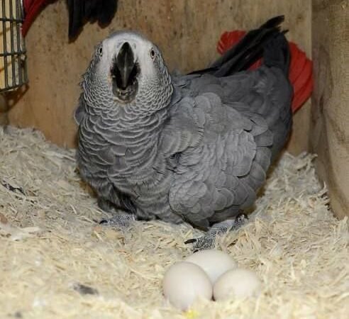 African Greys in Wyoming