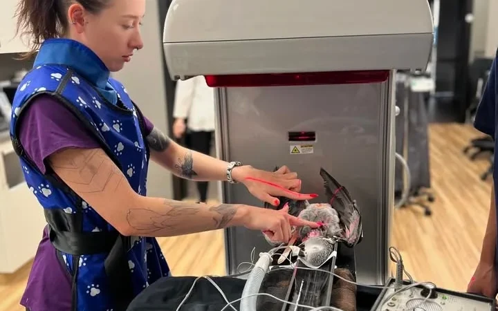 African Grey parrots in Vermont