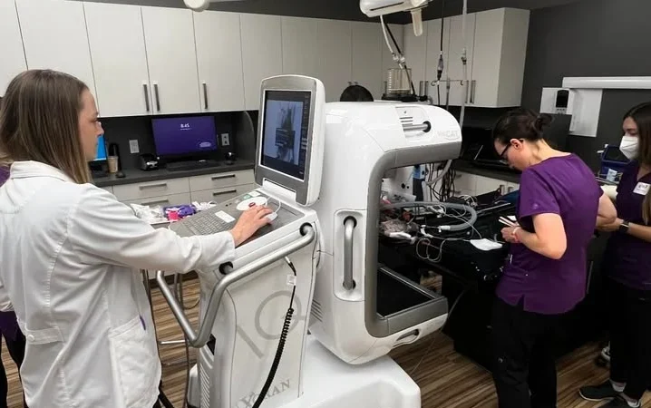 African Grey parrots for Adoption Colorado