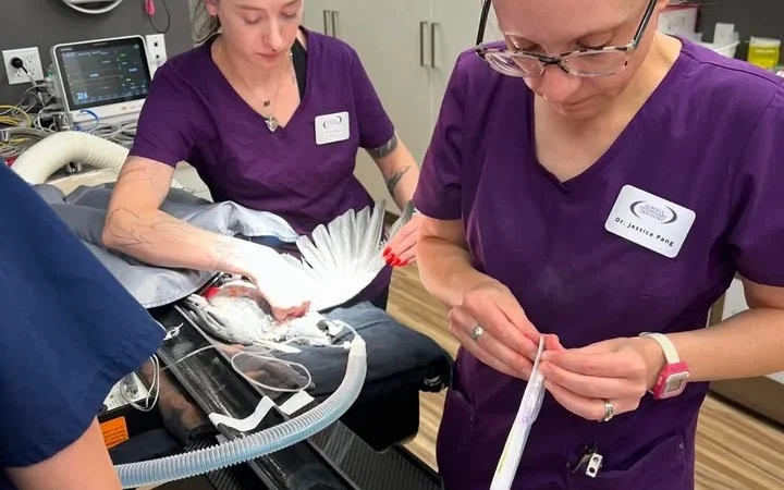 African Greys in Arizona