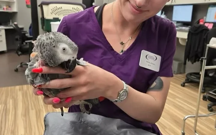 African Grey parrots in Ireland