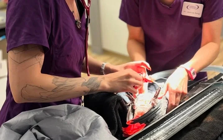 African Grey breeders in South Carolina