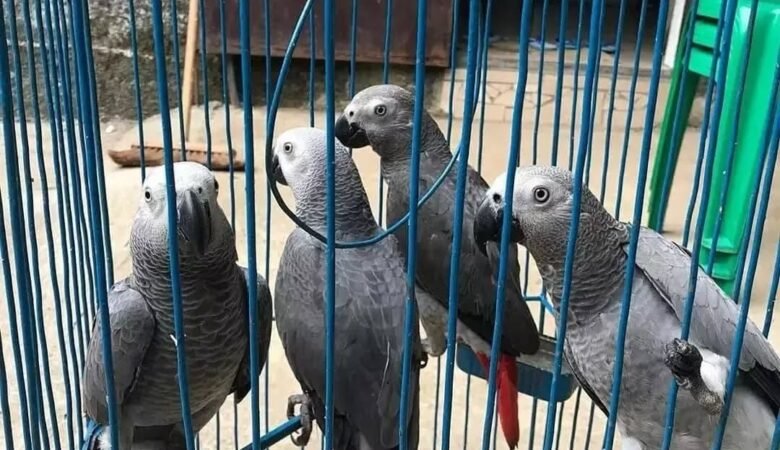 African Grey parrots in Washington