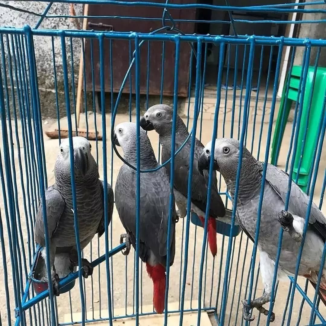 African Grey breeders in Rhode Island