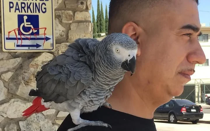 African Grey parrots in Canada