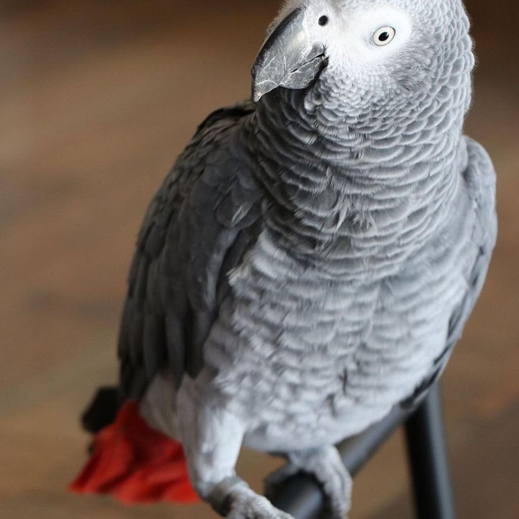 African Grey parrots in Wisconsin