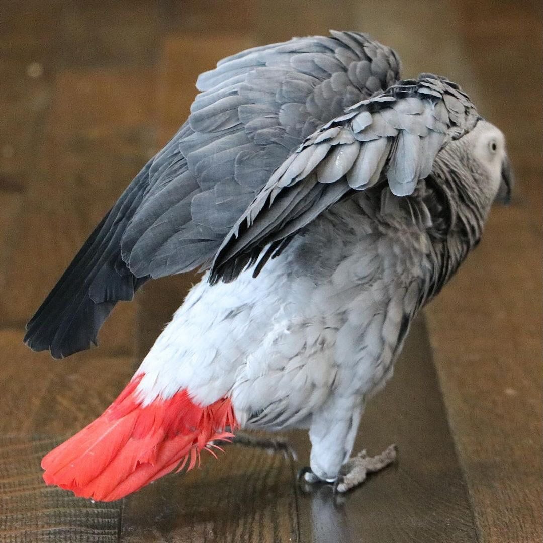 African Grey birds for sale Washington