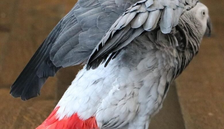 African Grey breeders in New Jersey