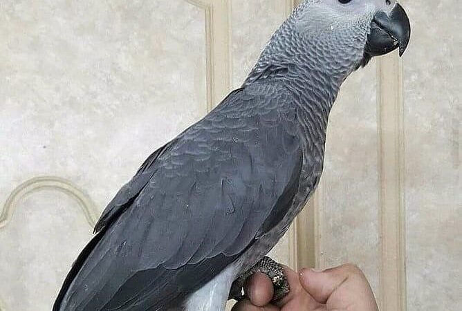 African Grey breeders in North Dakota