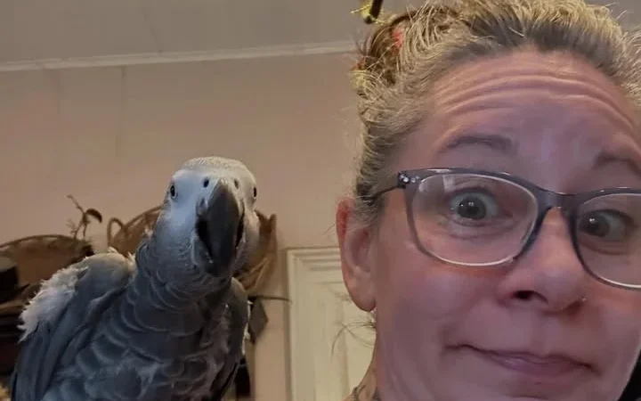 African Grey breeders in Montana