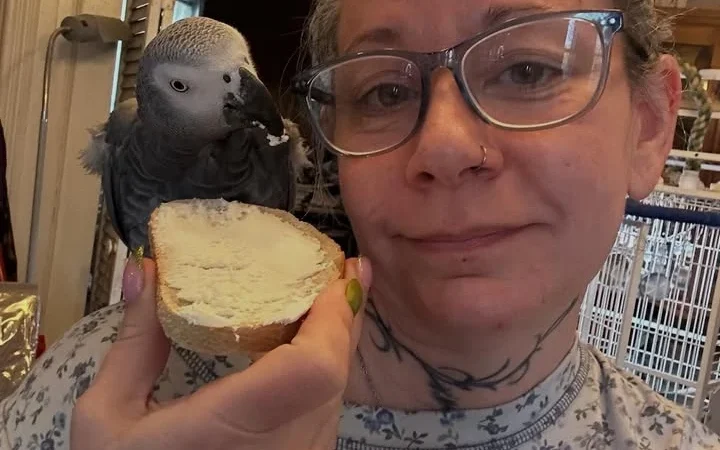 African Grey breeders in New Hampshire