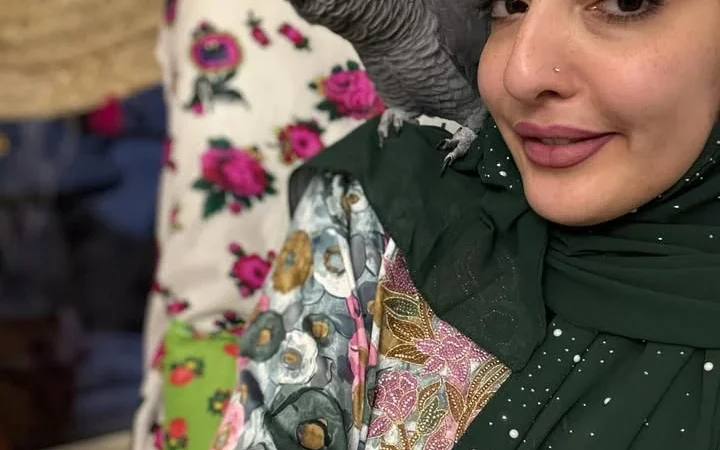 African Greys near me Missouri