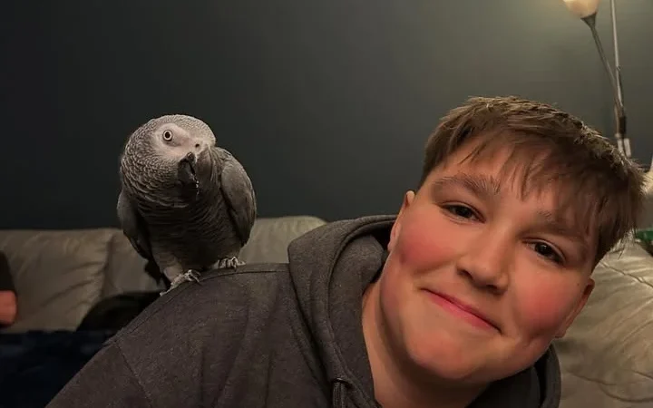 African Greys near me New York