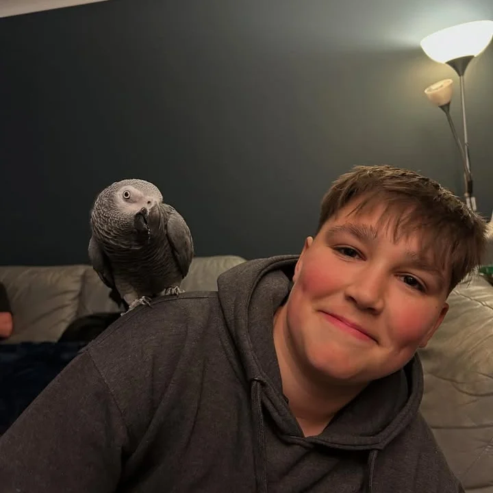 African Grey breeders in Iowa
