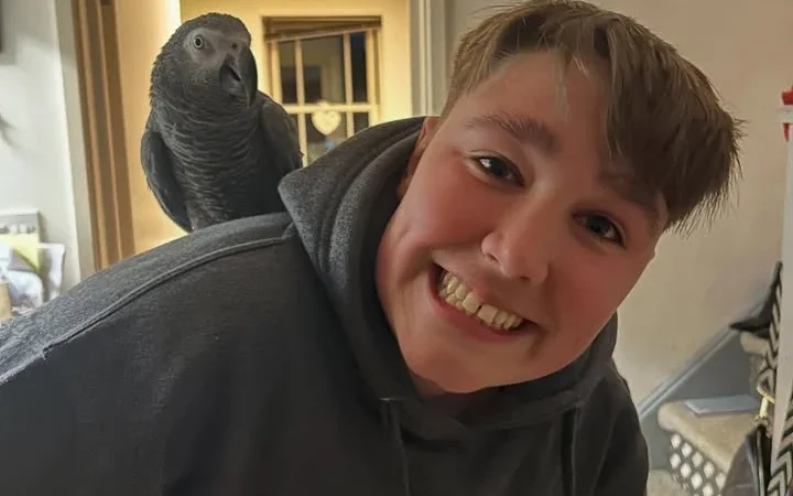 African Greys near me North Carolina