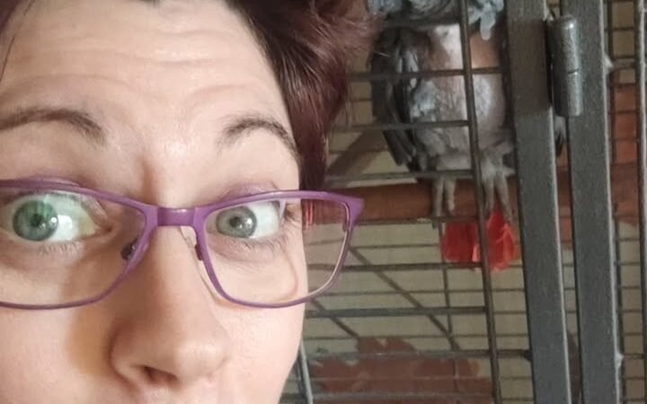 African Greys near me Montana