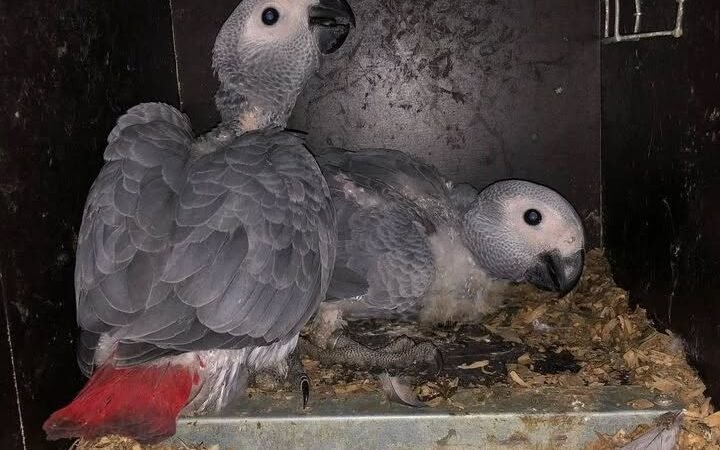 African Greys near me New Hampshire
