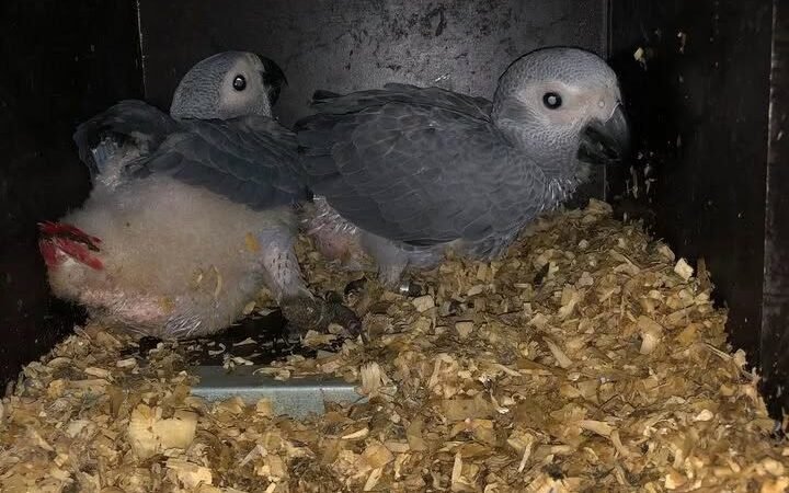 African Greys near me New Jersey