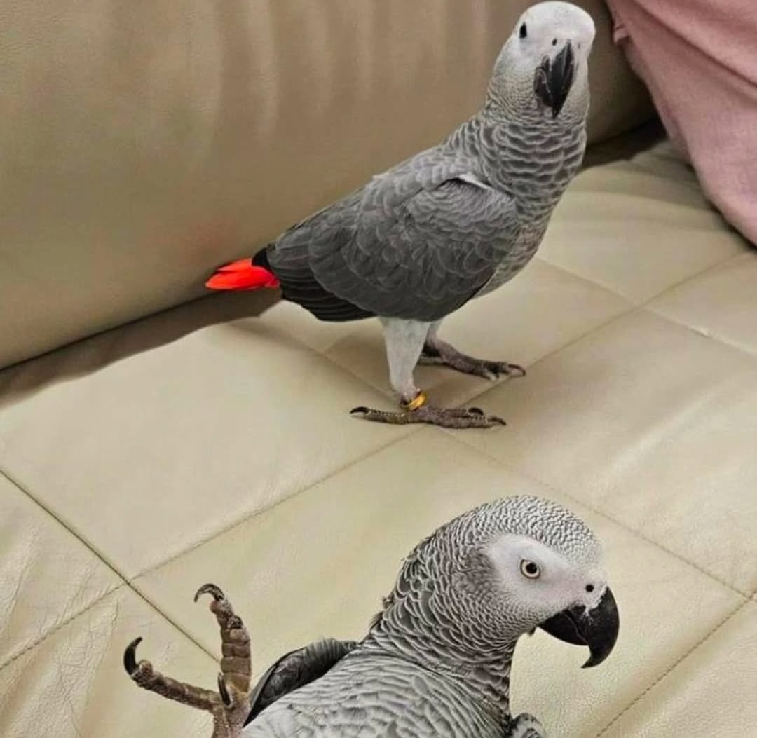 African Grey breeders in Michigan