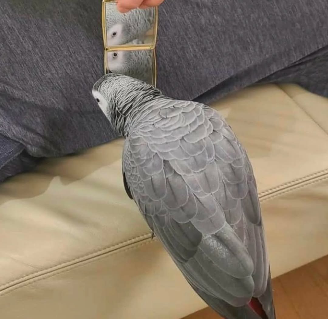 African Grey birds for sale Alaska