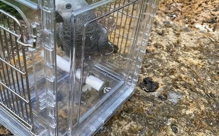 Congo African Grey parrots for sale in Nevada