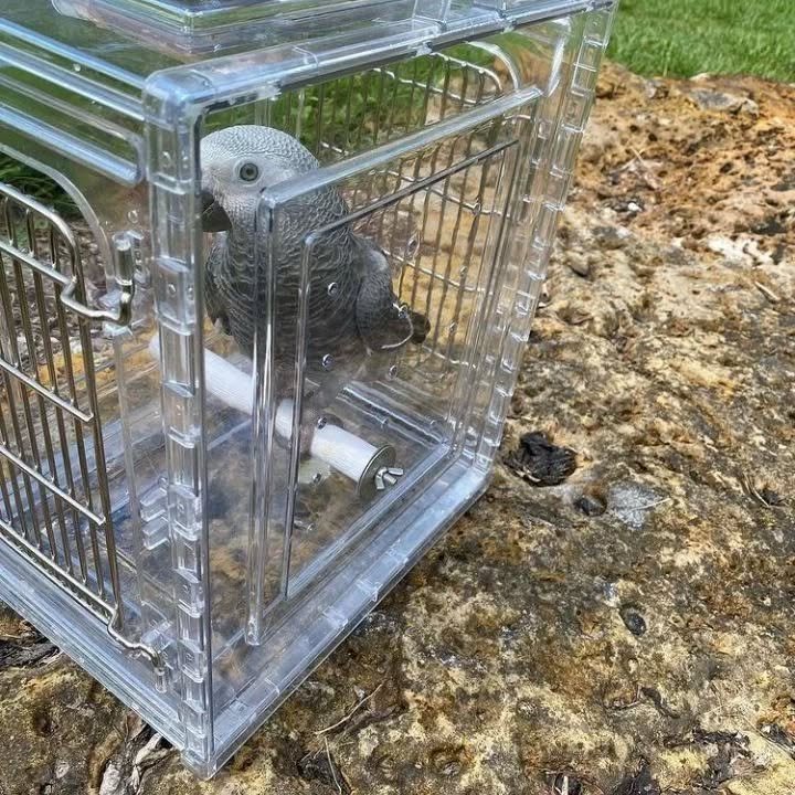 Are African Grey Parrots good pets for families