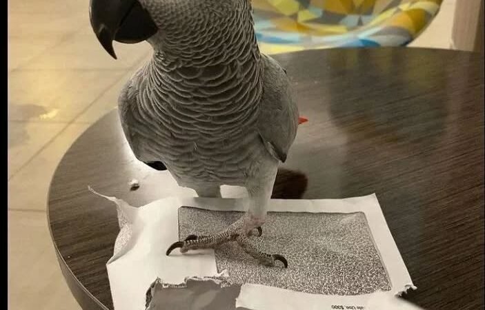 Timneh African Grey parrots for sale in Germany