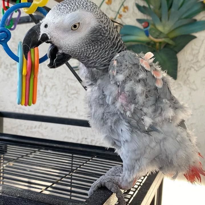 African Grey For Sale Near Me