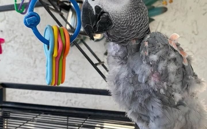 Timneh African Grey parrots for sale in Netherlands