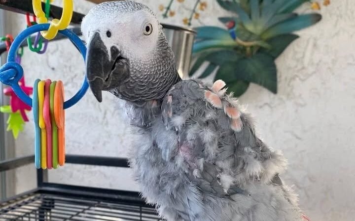 Timneh African Grey parrots for sale in Norway