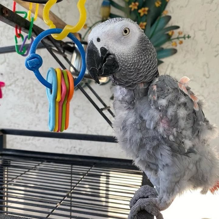 Can African Grey Parrots be left alone during the day