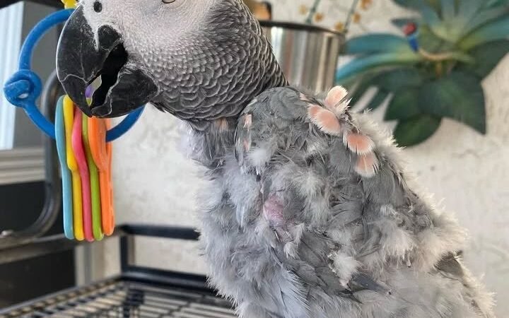 African Grey parrots for sale San Joaquin County