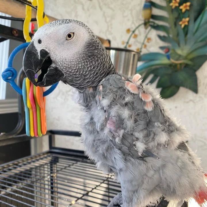Do African Grey Parrots bite