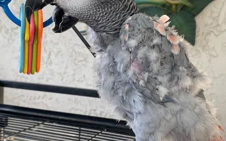 Ghana African Grey parrots for sale Idaho