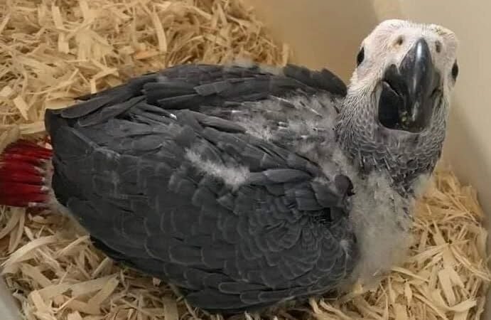 African Grey parrots for sale Solano County