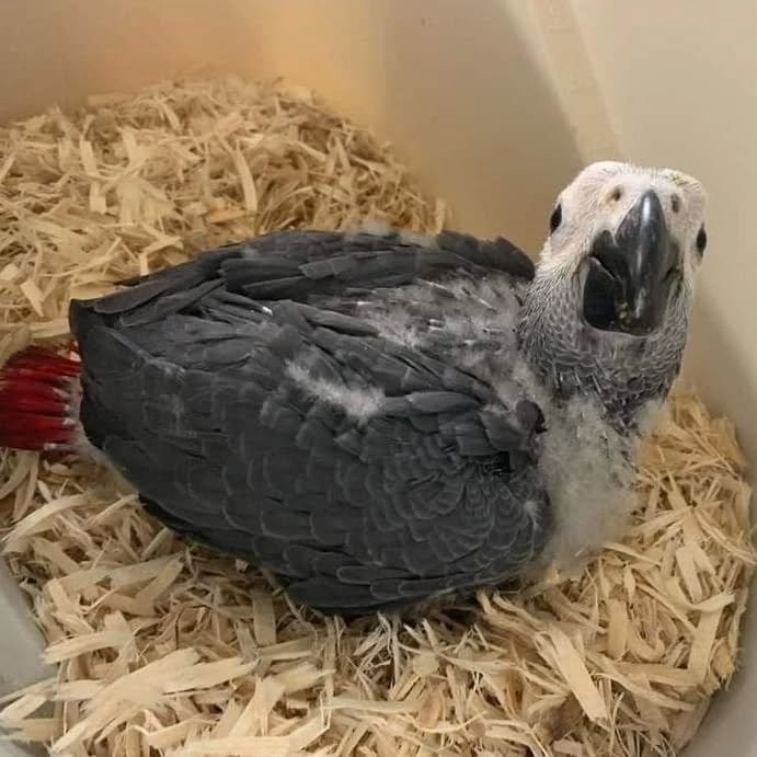 African Grey breeders in Connecticut