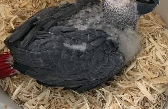 African Grey breeders in Colorado