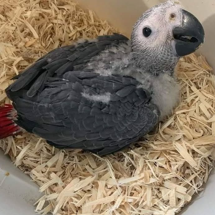 African Grey breeders in Colorado