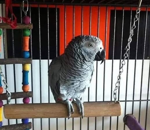 Congo African Grey parrots for sale in Alabama