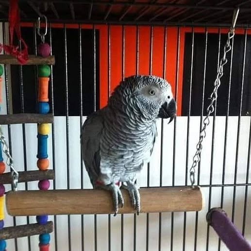 African Grey parrots for sale San Mateo County