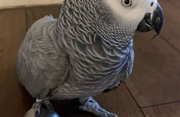 Ghana African Grey parrots for sale Connecticut