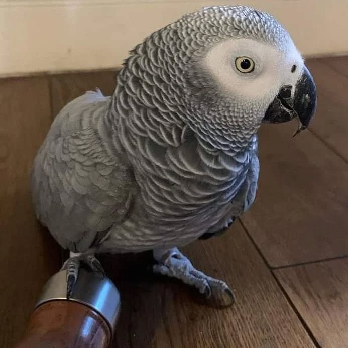 African Grey parrots for sale Santa Barbara County