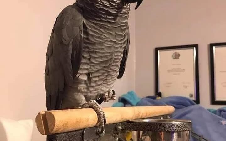 African Grey parrots for sale Santa Clara County
