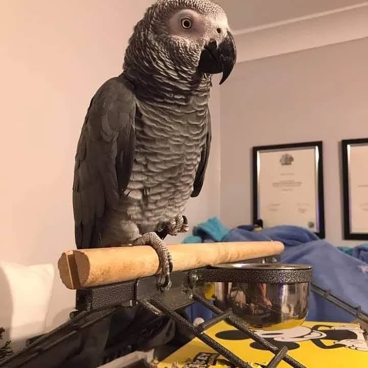 African Grey Parrots