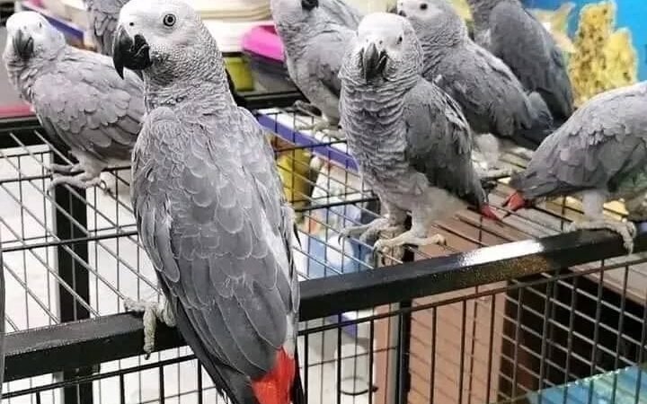 African Greys in North Dakota