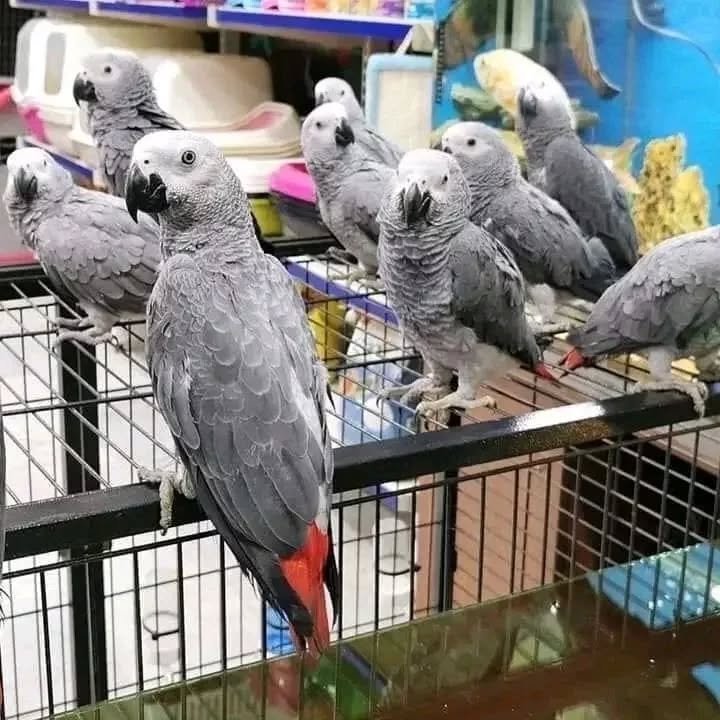 African Greys in North Dakota